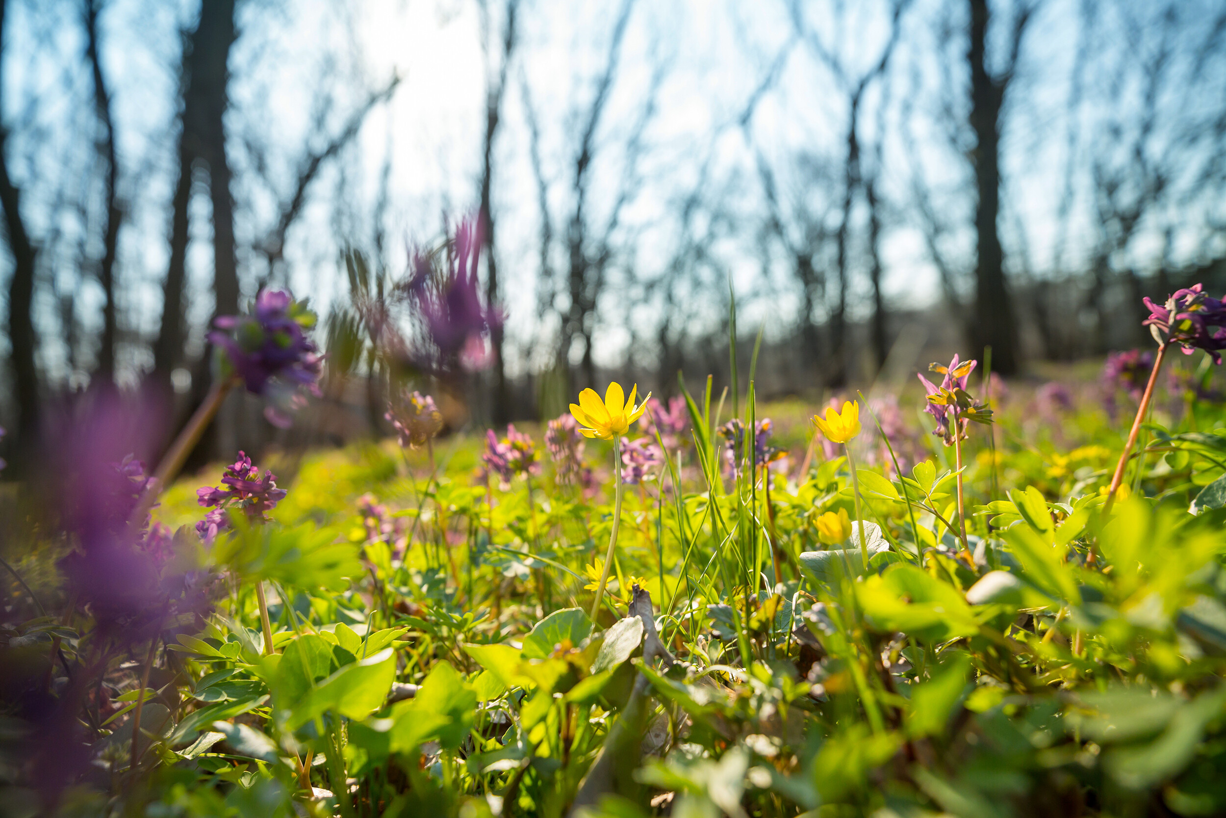spring-forest